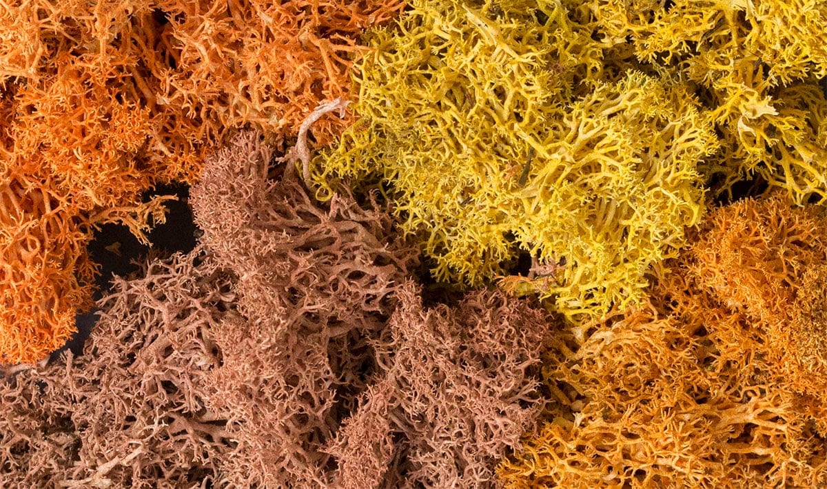Woodland Scenics Scale Model Accessories Woodland Scenics Lichen - Autumn Mix